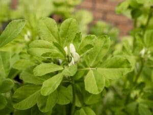 Fenugreek Green Manure Seeds | Seedmart Australia