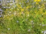 Winter Pollinator Seed Mixes | Seedmart Australia