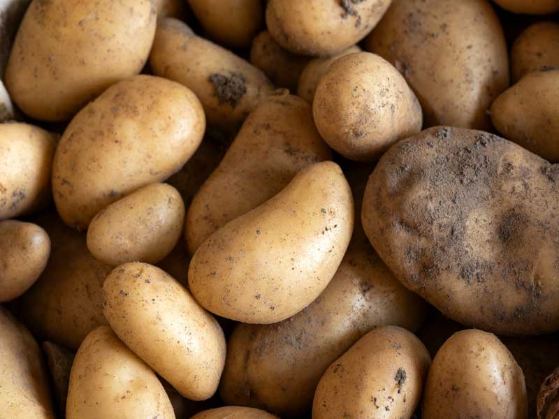 potato-sebargo-seeds-seedmart