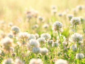 Haifa Green Manure Seeds | Seedmart Australia