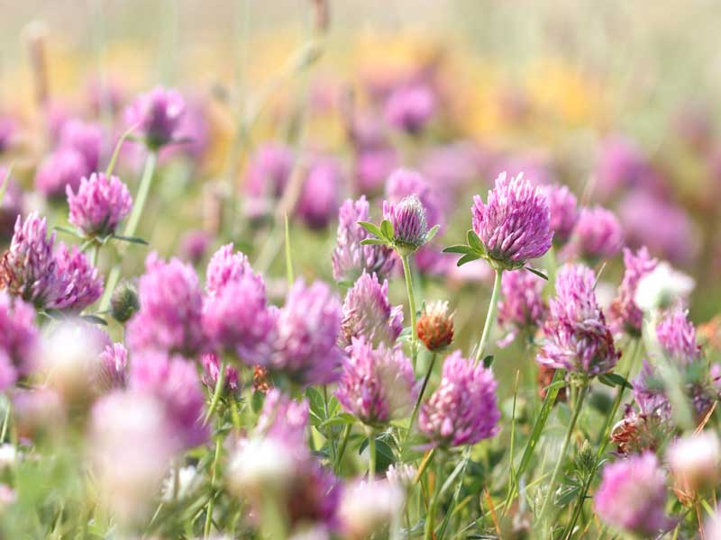 Red Clover Green Manure Seeds | Seedmart Australia