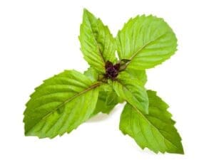 Basil Cinnamon Leaves | Seedmart Australia