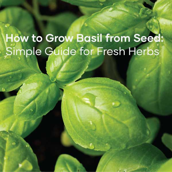 Growing Basil from Seed | Feature Image | Seedmart