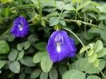 Butterfly Pea Seeds | Seedmart australia