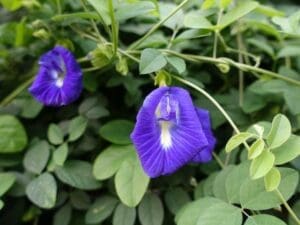 Butterfly Pea Seeds | Seedmart australia