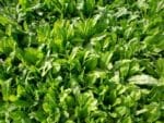 Chicory Puna Green Manure Seeds | Seedmart Australia