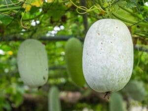 Wax Gourd Bitter Melon Seeds | Seedmart Australia