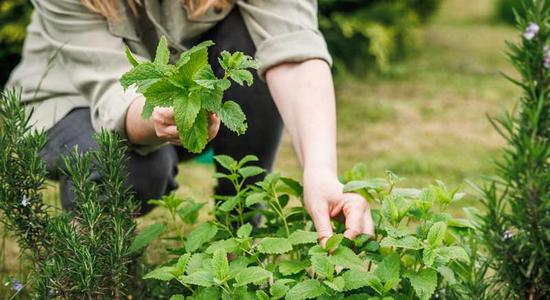 Lemon Balm Header | Seedmart Blog Post
