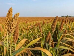 millet-jap-vegetable-seeds-field-seedmart