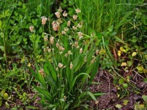 Plantain Seeds | Seedmart Australia
