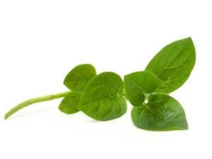 Spinach Malabar Green Vegetable Seed