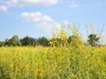 Sunn Hemp Green Manure Seeds | Seedmart Australia