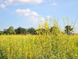 Sunn Hemp Green Manure Seeds | Seedmart Australia