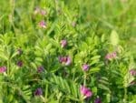 Vetch Namoi Woolly Pod Seedmart Australia