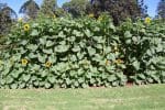 Tall Timber F1 Hybrid Sunflower Seeds