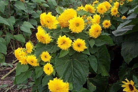 Double Delight F1 Hybrid Sunflower Seeds