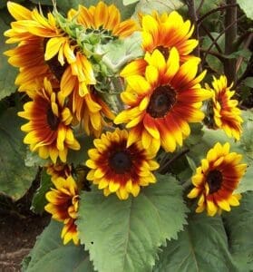 Solar Flash F1 Hybrid Sunflower Seeds - 100 Seed Count
