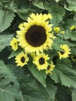 Lemon Bling F1 Hybrid Sunflower Seeds