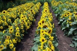Microsun F1 Hybrid Sunflower Seeds - 100 Seed Count
