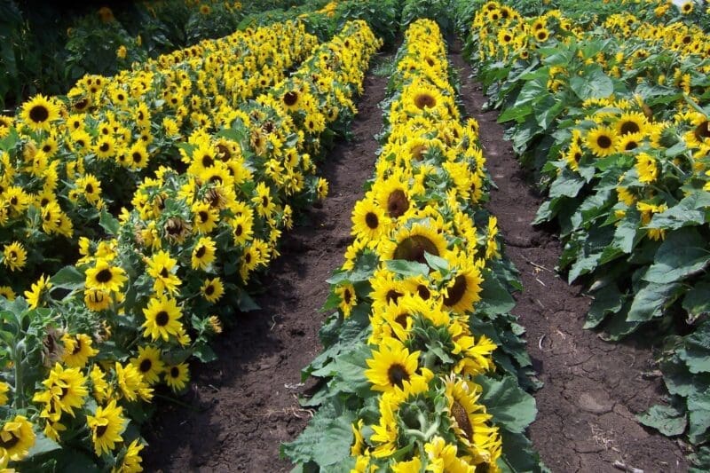 Microsun F1 Hybrid Sunflower Seeds