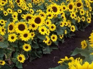 EOS F1 Hybrid Sunflower Seeds