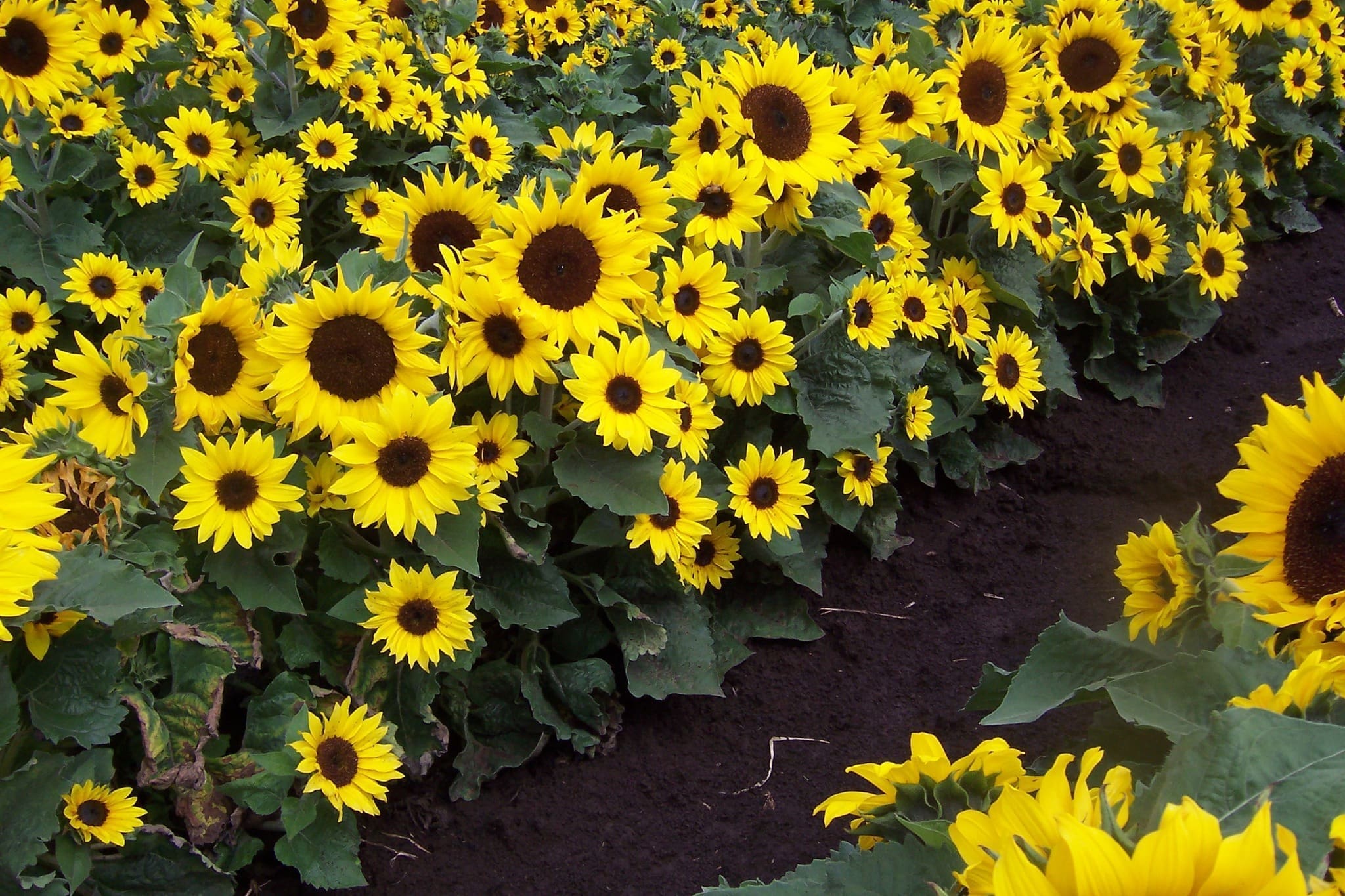 EOS F1 Hybrid Sunflower Seeds