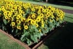 Solar Chocolate Gold F1 Hybrid Sunflower Seeds