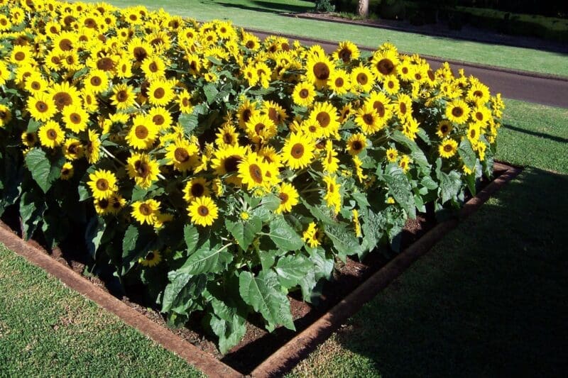 Solar Chocolate Gold F1 Hybrid Sunflower Seeds
