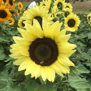 Lemon Striker F1 Hybrid Sunflower Seeds - 100 Seed Count