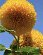 Sunflower 'Double Dazzler' Seeds