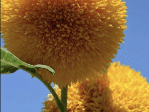 Sunflower 'Double Dazzler' Seeds
