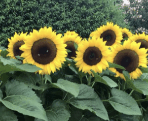 Sunflower 'Happy Face Yellow' F1 Hybrid Seeds - 100 Seed Count