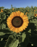 Sunflower 'Happy Face Orange' F1 Hybrid Seeds