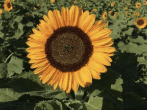Sunflower 'Happy Face Orange' F1 Hybrid Seeds