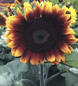 Sunflower 'Royal Velvet' F1 Hybrid Seeds - 100 Seed Count