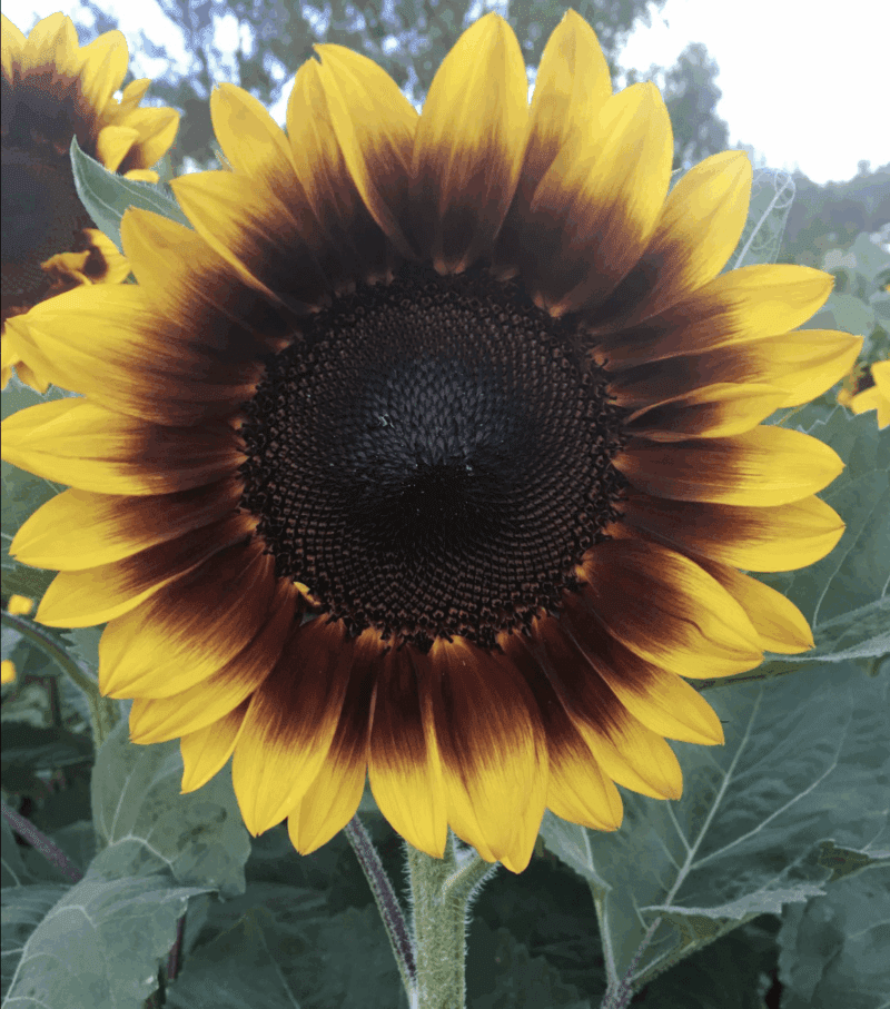 GOLDEN PROMINENCE F1 Cut Flower