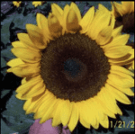 Sunflower 'Galaxy' F1 Hybrid Seeds