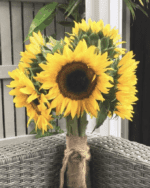Sunflower 'Early Sunrise' F1 Hybrid Seeds