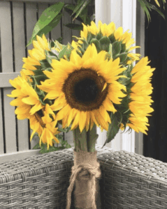 Sunflower 'Early Sunrise' F1 Hybrid Seeds - 100 Seed Count