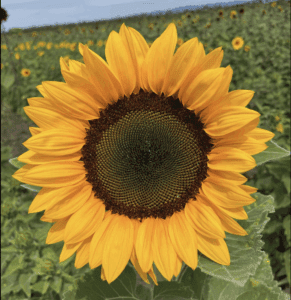 Sunflower 'Supernova' F1 Hybrid Seeds - 100 Seed Count