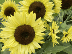Sunflower 'Stellarsun' F1 Hybrid Seeds