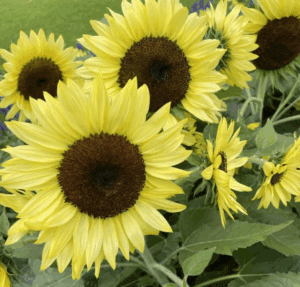 Sunflower 'Stellarsun' F1 Hybrid Seeds - 100 Seed Count