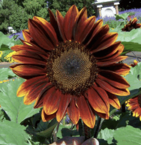 Sunflower 'Bronze Shades' Seeds - 100 Seed Count