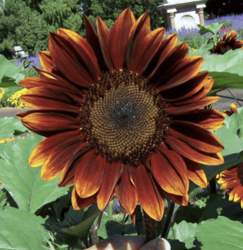 Sunflower 'Bronze Shades' Seeds