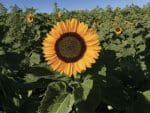 Sun Flower Happy Orange Hybrid | Seedmart