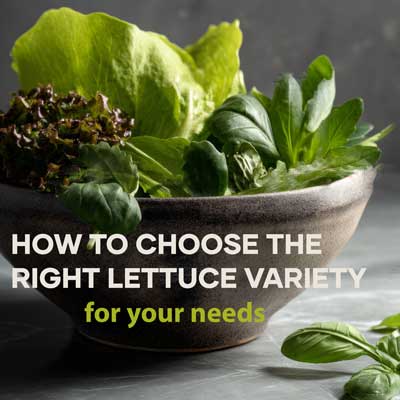 Choose Right Lettuce Varieties for your Needs | Seedmart