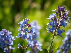 Linseed Green Manure Seeds
