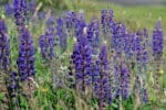 Lupins Green Manure Seeds
