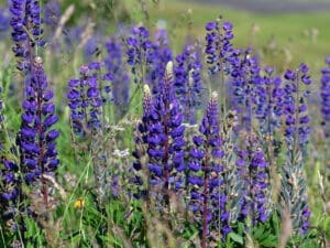 Lupins Green Manure Seeds