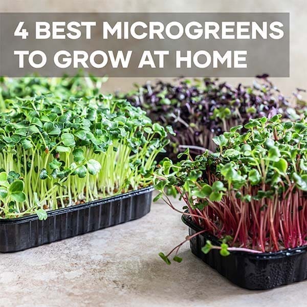 Top 4 Microgreen Varieties to Grow | Seedmart